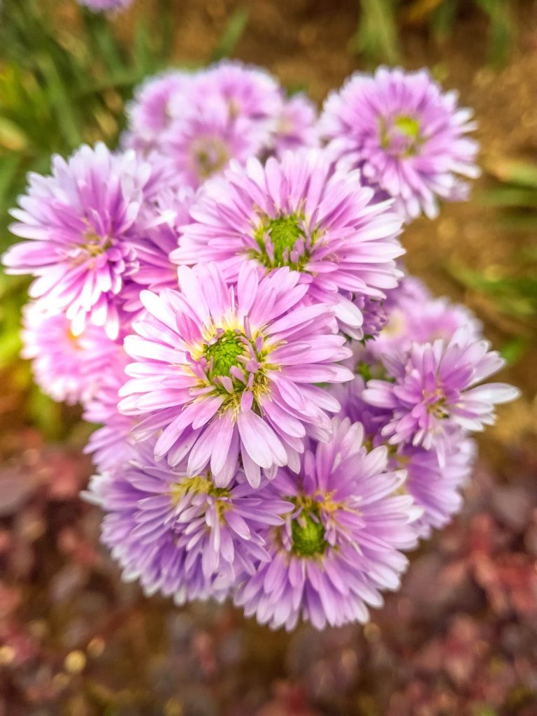 Aster flowers