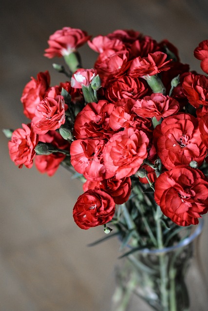 Carnations