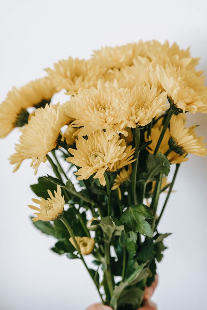 Chrysanthemums flowers