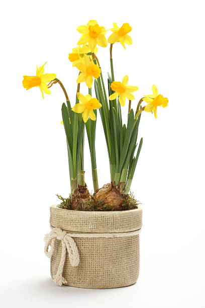 Daffodils