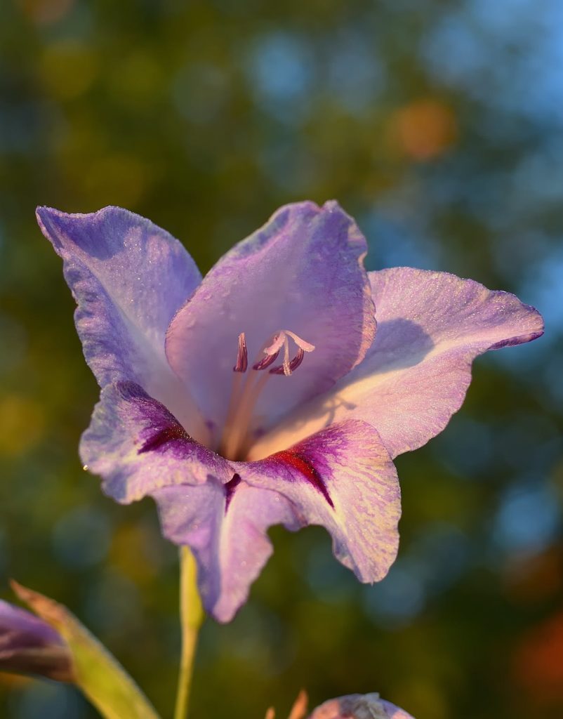 Gladiolus flower