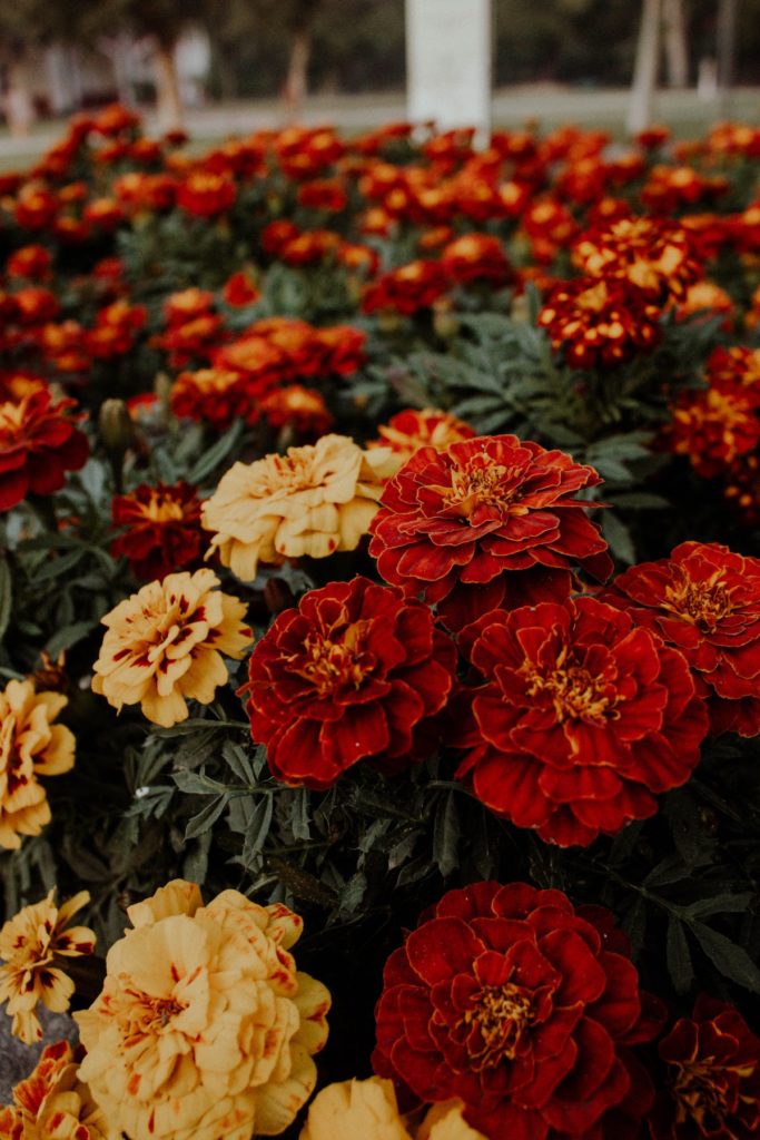 Marigold flowers