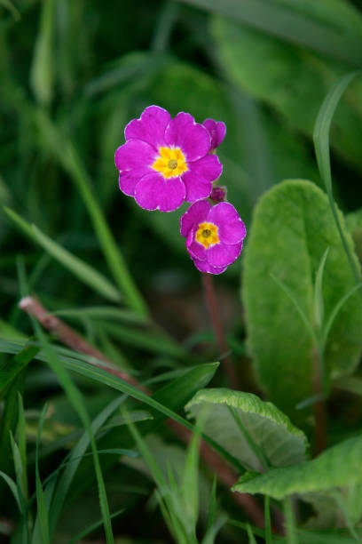 Primroses