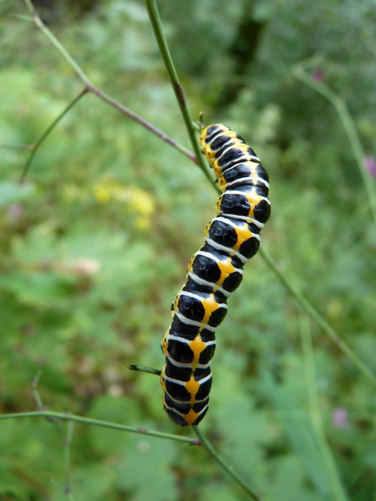 caterpillar