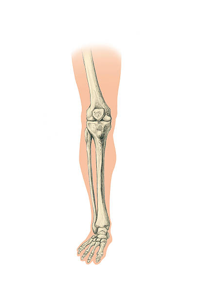 thigh bones