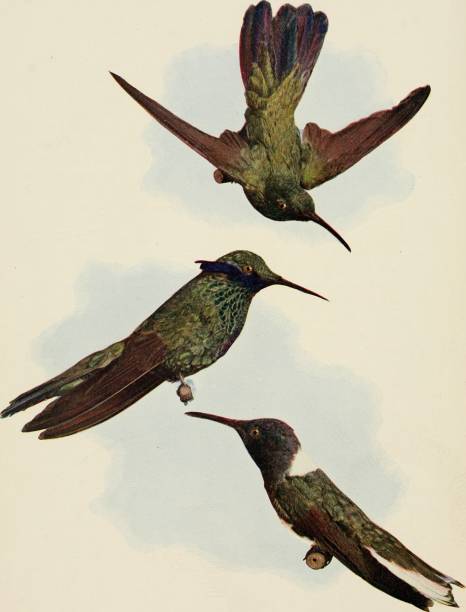 Hummingbirds