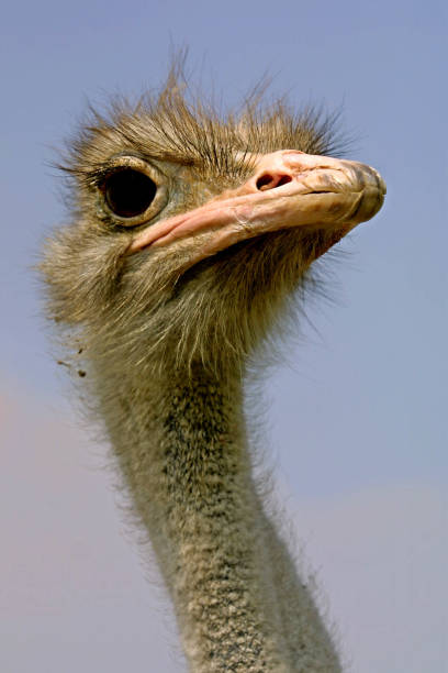 ostrich