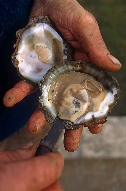 oysters