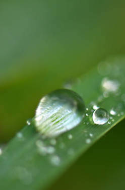 raindrop