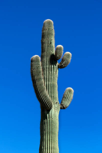 saguaro cactus