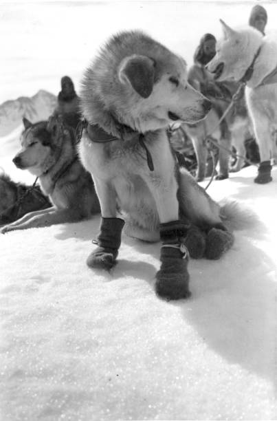 Dogs in Antarctica