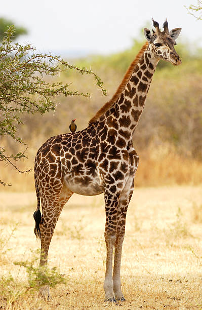 giraffe